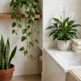 Low Light Plants for a Bathroom With No Window