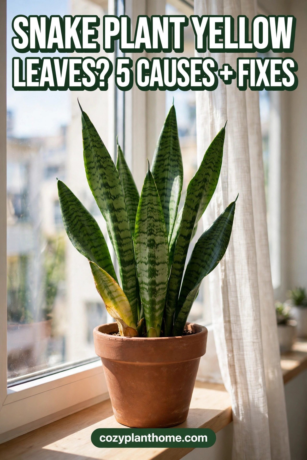 Yellow leaves on a snake plant are almost always a watering problem, but light, cold, pests, and simple aging can cause them too. This guide shows how to tell the causes apart by where the yellow starts and how the leaf feels, plus a step-by-step root rot rescue and a prevention checklist. Save this pin for the next time a leaf turns.